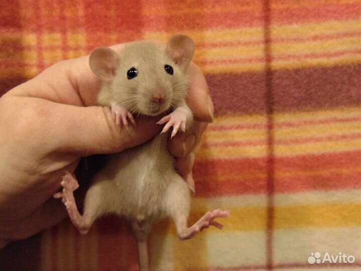 Крысы, крысята дамбо от заводчика, клетки, гамак