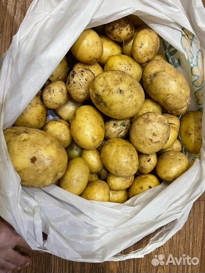 Продам молодой картофель