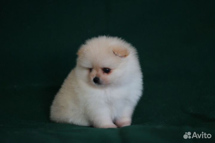 Померанский шпиц