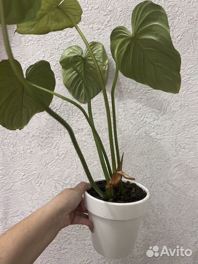 Филодендрон гибрид