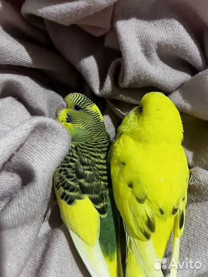 Волнистый попугай