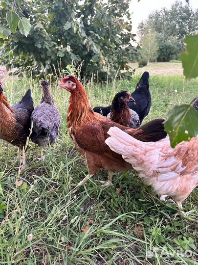 Куры несушки