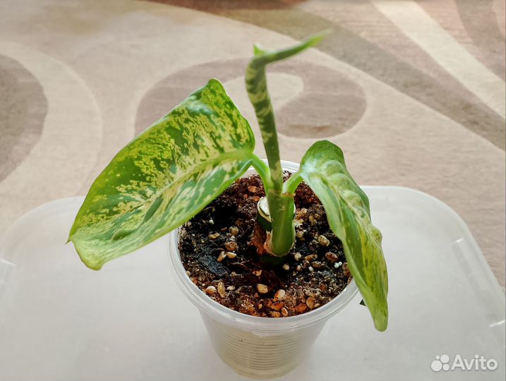 Диффенбахии