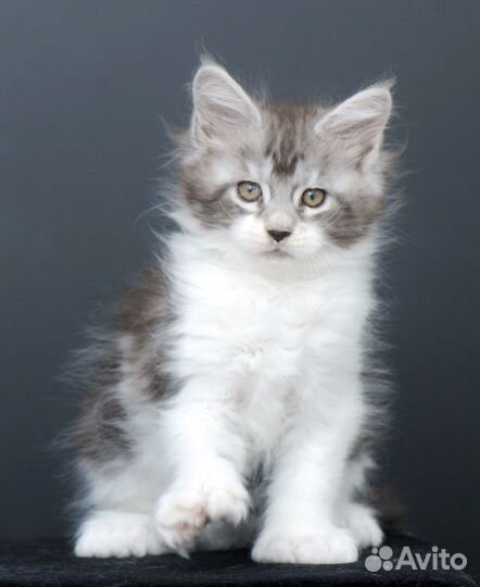 Котята породы майн-кун