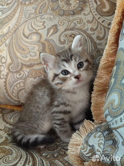 Отдадим котят в хорошие руки