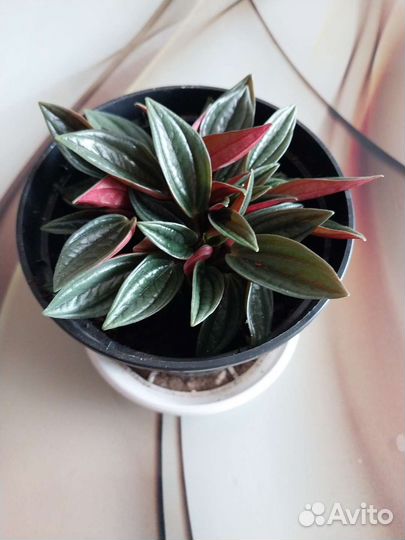 Продам цветы комнатные