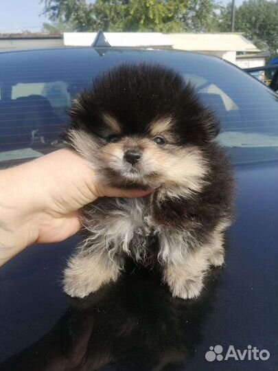 Шпиц мини мишка померанский