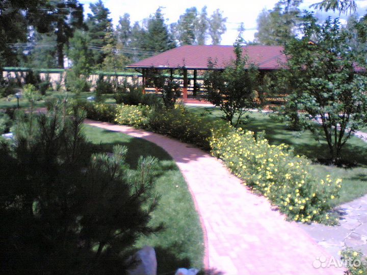Лапчатка кустарниковая
