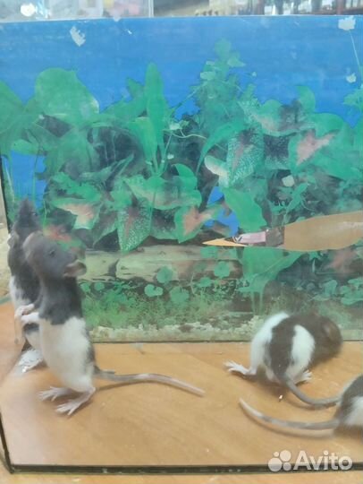 Крыса сфинкс