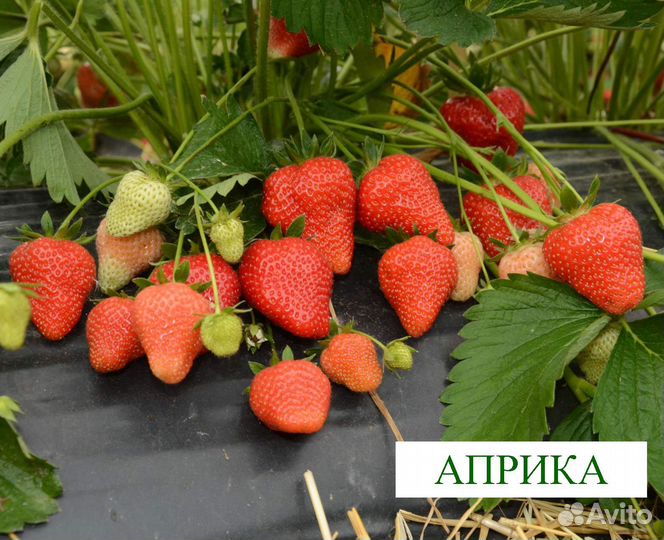 Рассада сортовой клубники (много сортов)