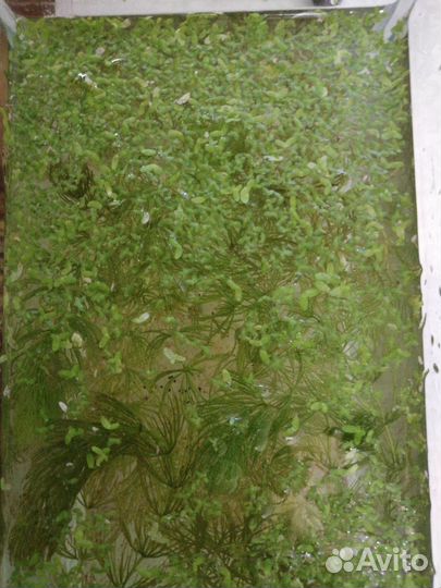 Ряска для аквариума
