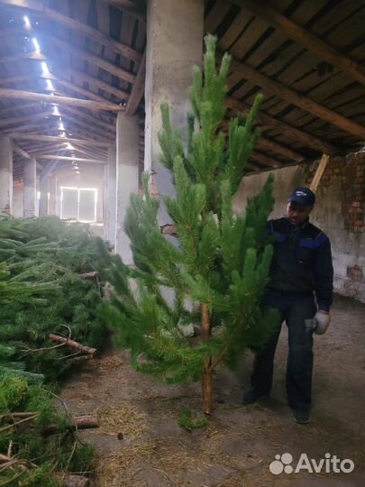 Сосна новогодняя