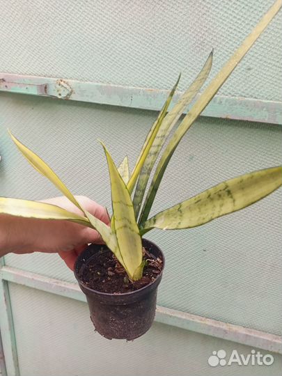 Сансевиерии