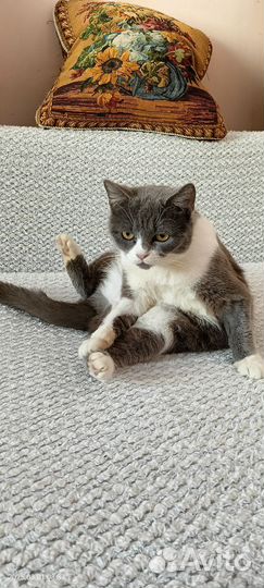 Сеня ищет дом