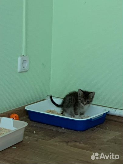 Котёнок