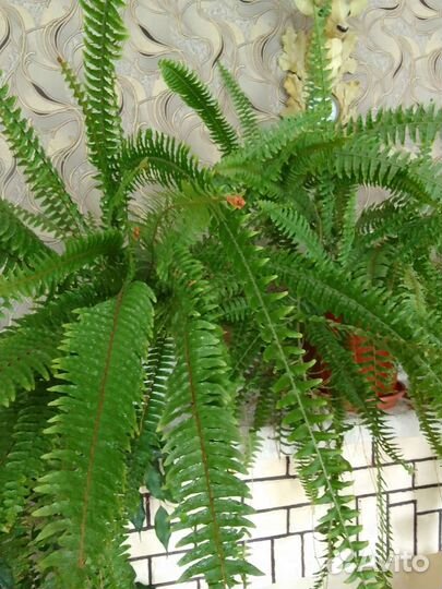 Цветы для дома и офиса