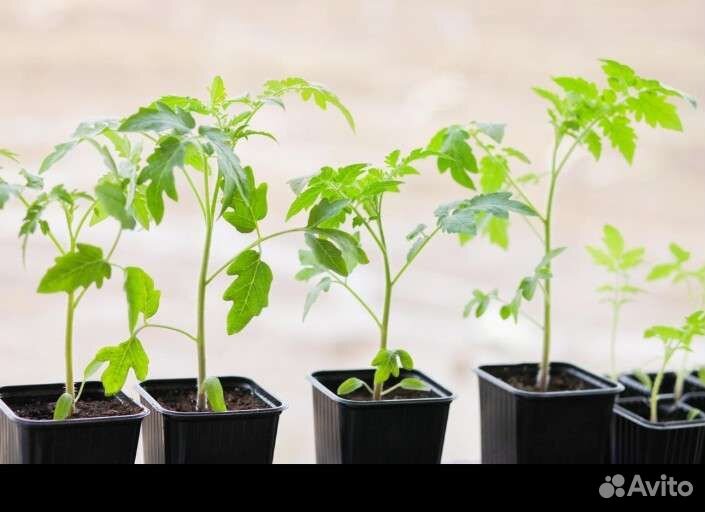 Кассеты и стаканчики для рассады