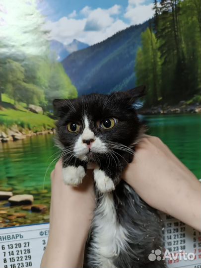 Котик мальчишка