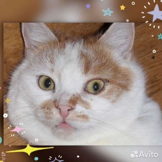 Кошка в дар