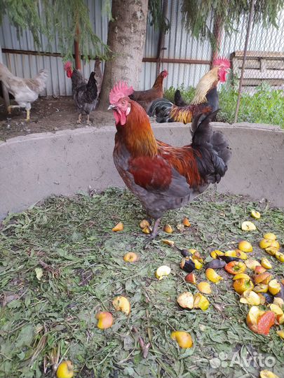 Молодые петухи