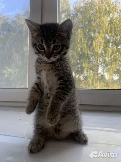 Котенок