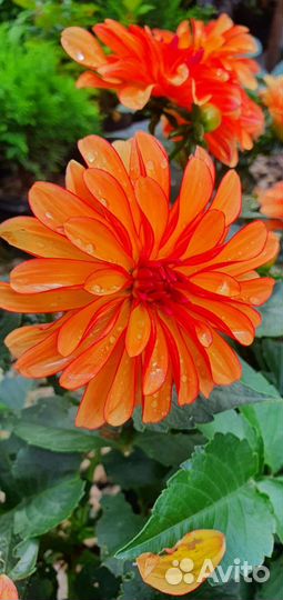 Георгины в ассортименте