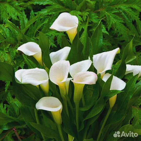 Калла Кристал Бьюти (цена за 2 клубня)