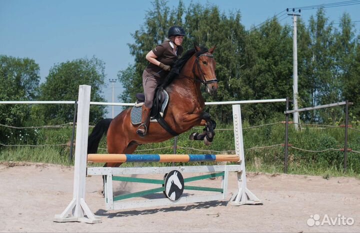 Лошади для занятий конкуром/выездкой/под ребёнка