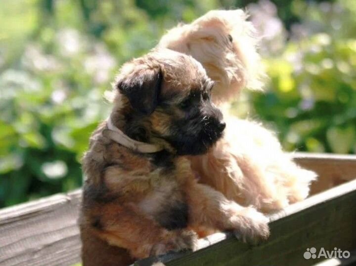 Собака терьер