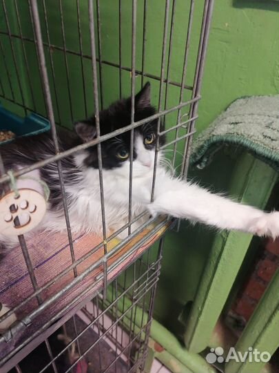 Котенок в добрые руки
