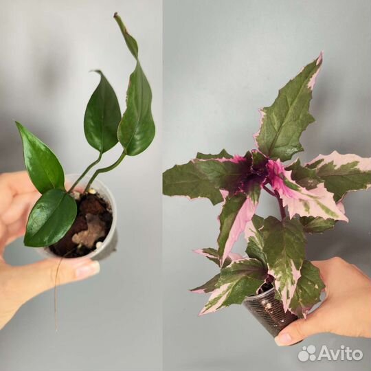 Комнатные растения