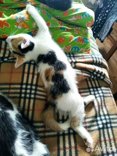 Котята ищут дом