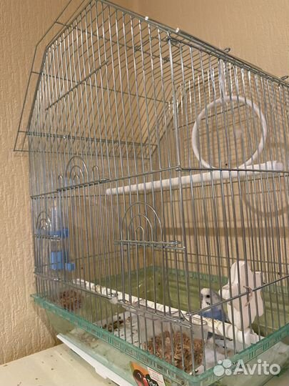 Волнистый попугай с клеткой