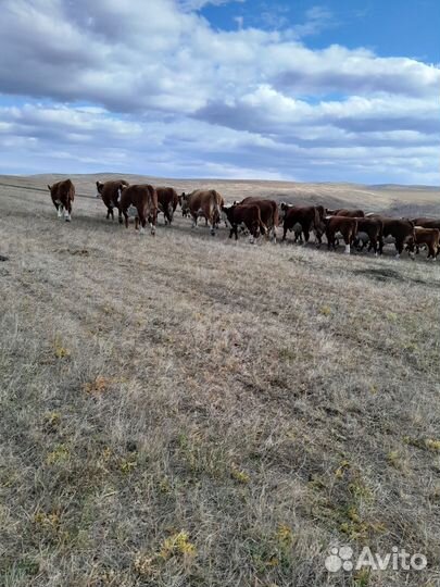 Коровы,телята,быки