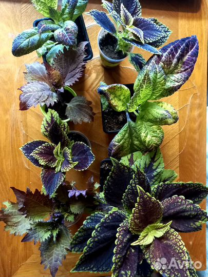 Колеусы, плектрантусы