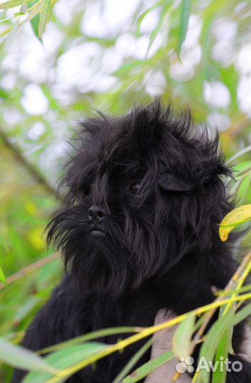 Аффенпинчер