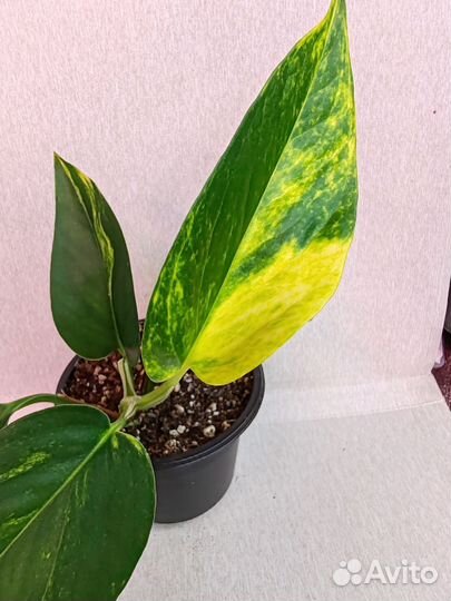 Сциндапсус