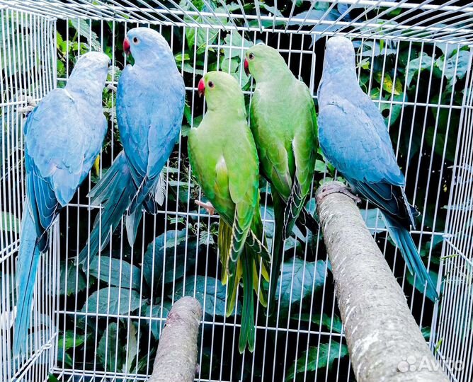 Попугай волнистый, монах квакер, ожереловый птенцы