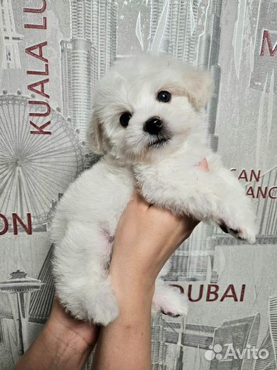 Щенки хавашона