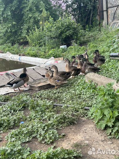 Подсадные утки