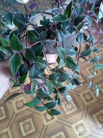 Традисканции