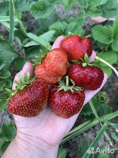 Клубника Мурано Крапо10 Клери Джоли Априка Маша