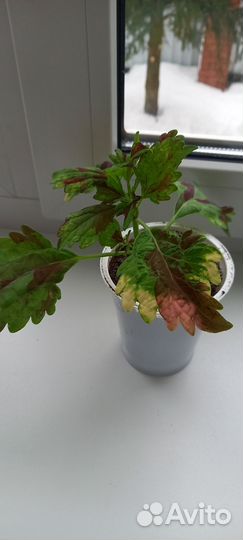 Цветы колеусы