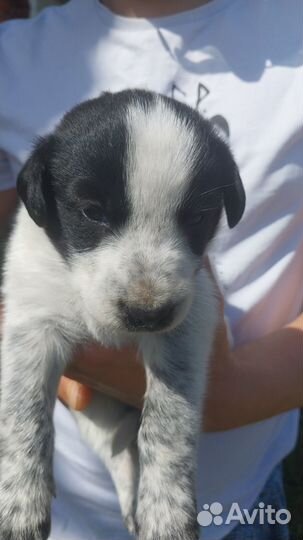 Отдам щенков