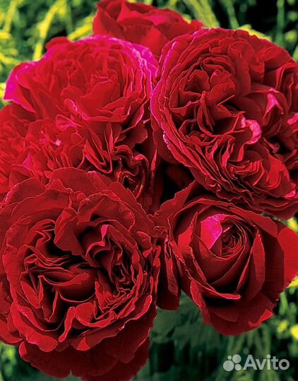 Роза травиата