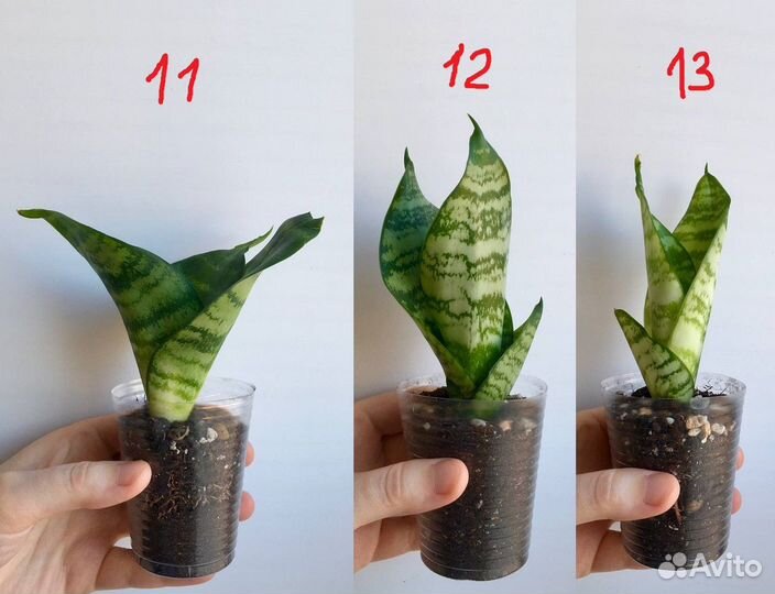 Декоративно-лиственные (обновлено 26/11/24)