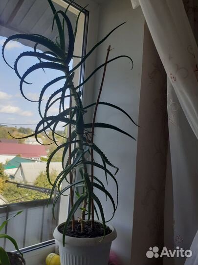 Алоэ столетник