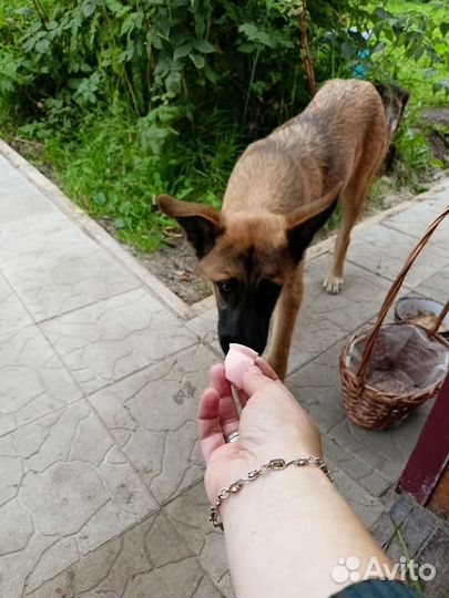 Немецкая овчарка в дар