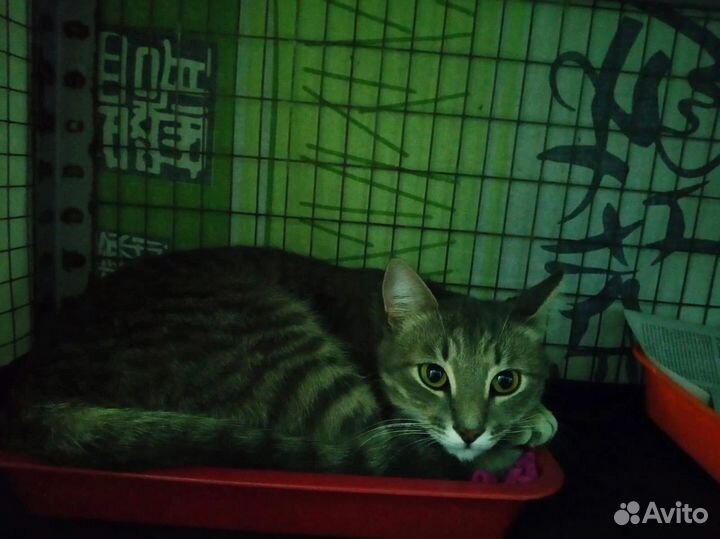 Котик Тигрик