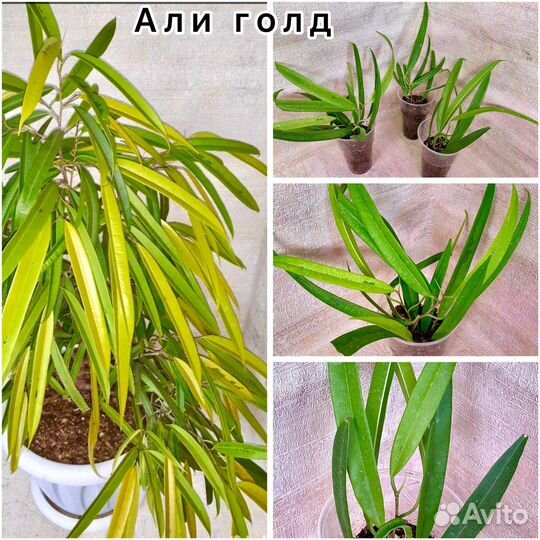 Фикус Али, Али Голд, Али Грин Голд, Али кинг